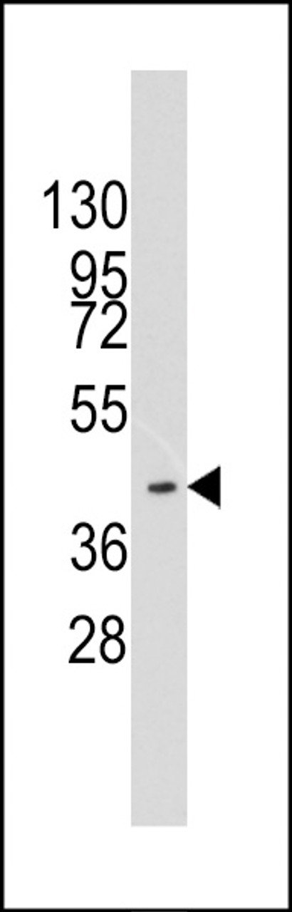 Western blot analysis of anti-HMOF/MYST1 Pab in K562 cell line lysates (35ug/lane) .