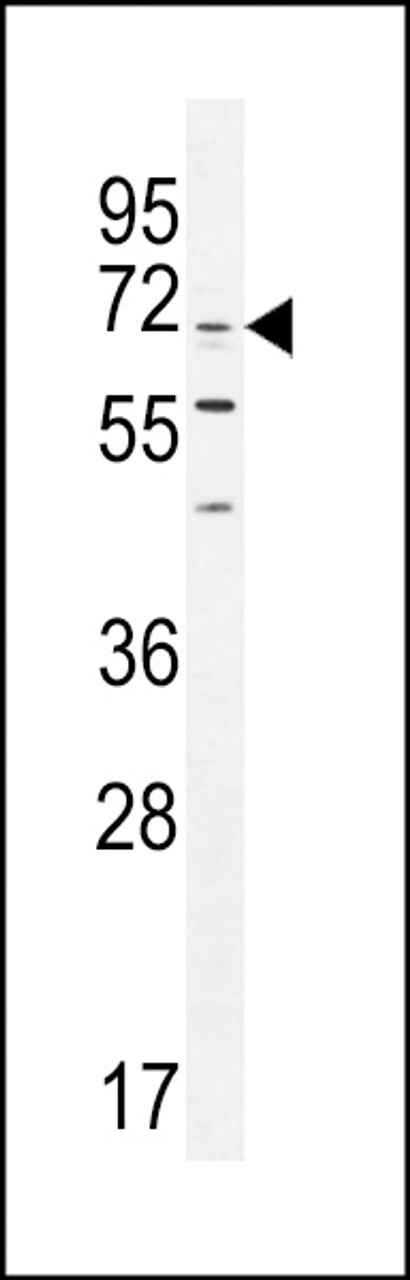 Western blot analysis in K562 cell line lysates (35ug/lane) .