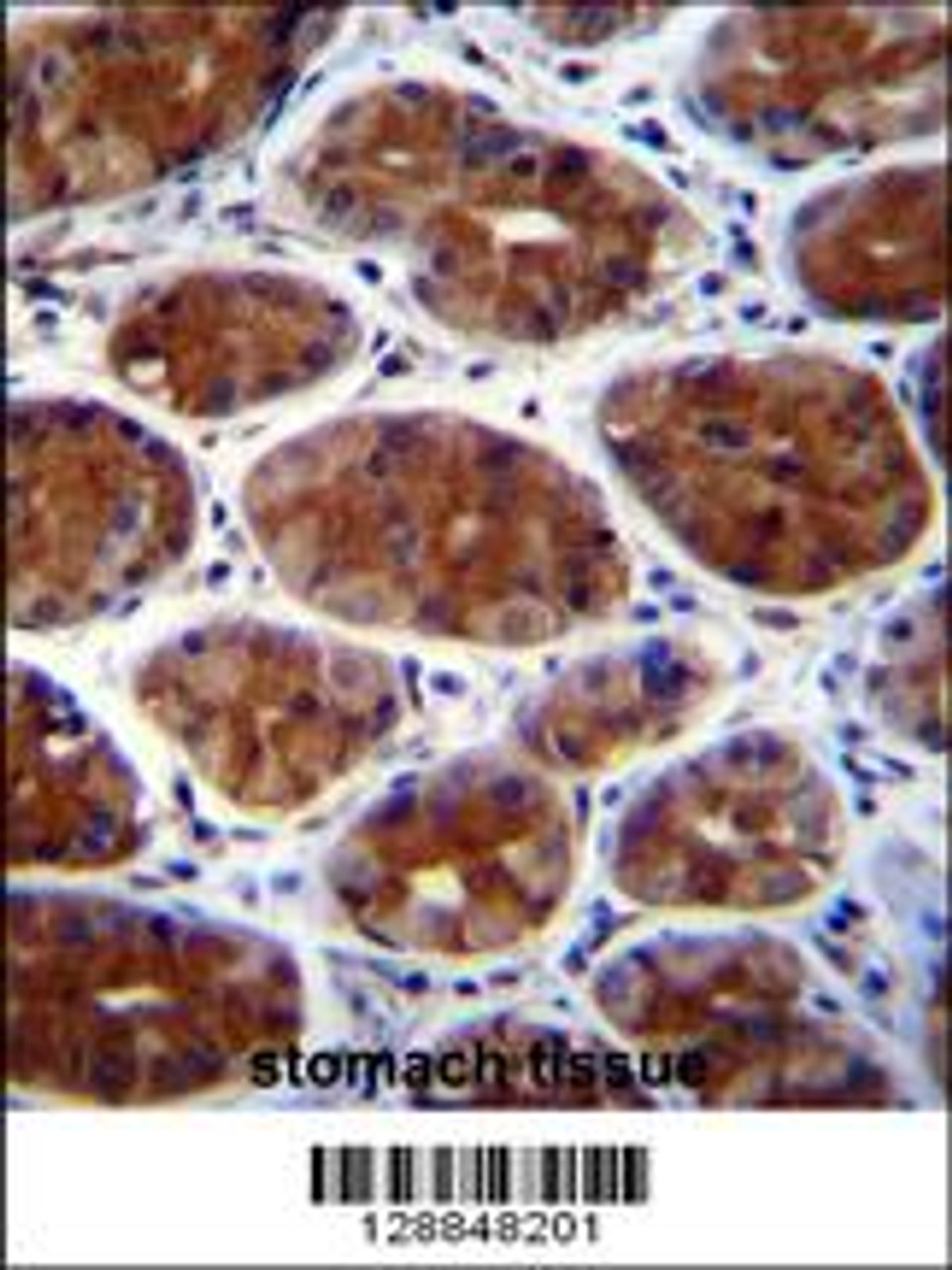 CPSF3L Antibody immunohistochemistry analysis in formalin fixed and paraffin embedded human stomach tissue followed by peroxidase conjugation of the secondary antibody and DAB staining.
