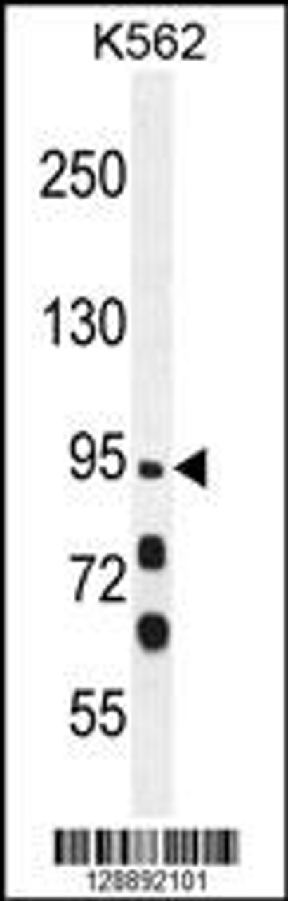 Western blot analysis in K562 cell line lysates (35ug/lane) .