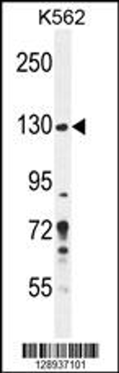 Western blot analysis in K562 cell line lysates (35ug/lane) .