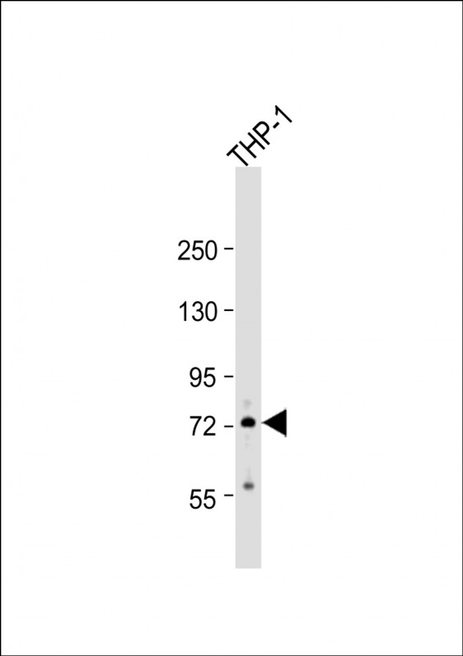 Western Blot at 1:500 dilution + THP-1 whole cell lysate Lysates/proteins at 20 ug per lane.