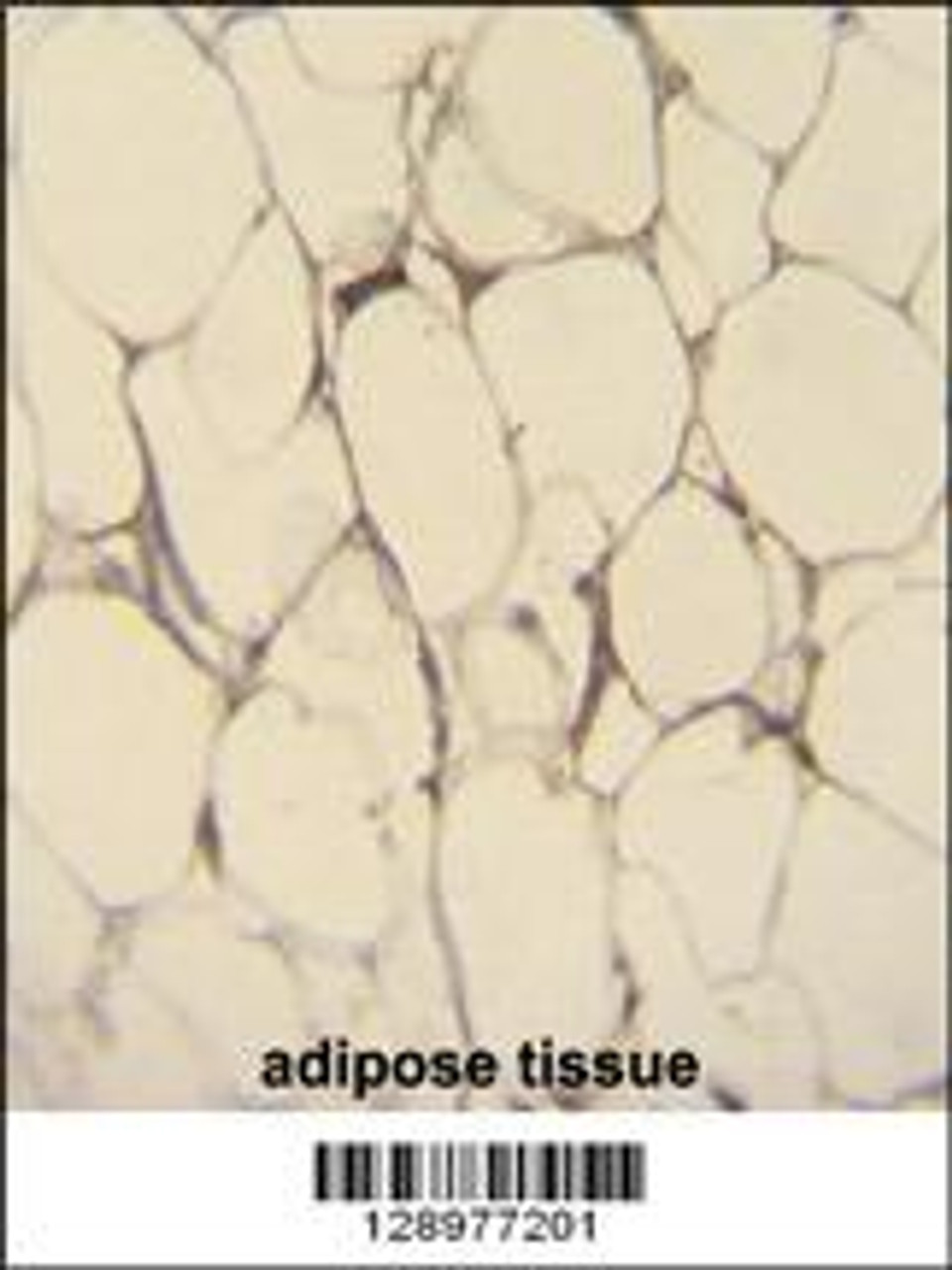 FBLN7 Antibody immunohistochemistry analysis in formalin fixed and paraffin embedded human adipose tissue followed by peroxidase conjugation of the secondary antibody and DAB staining.