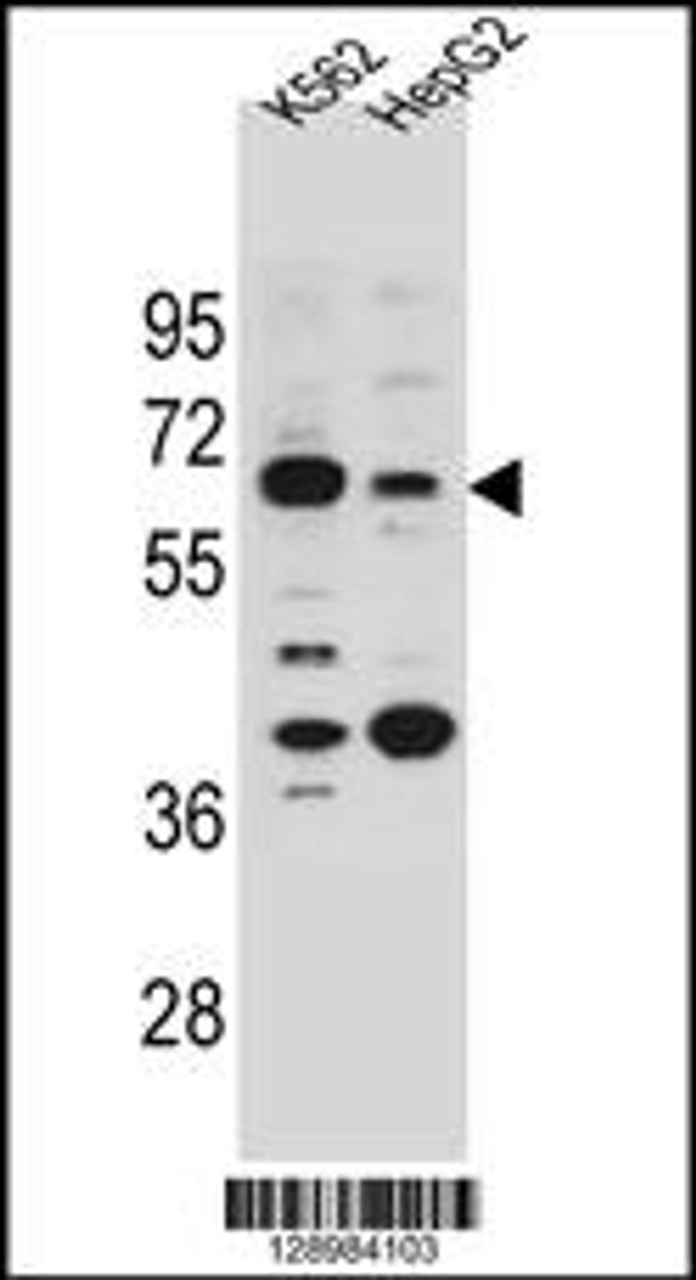 Western blot analysis in K562 and HepG2 cell line lysates (35ug/lane) .