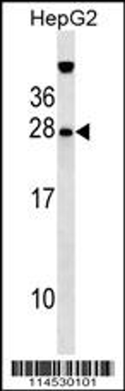 Western blot analysis in HepG2 cell line lysates (35ug/lane) .