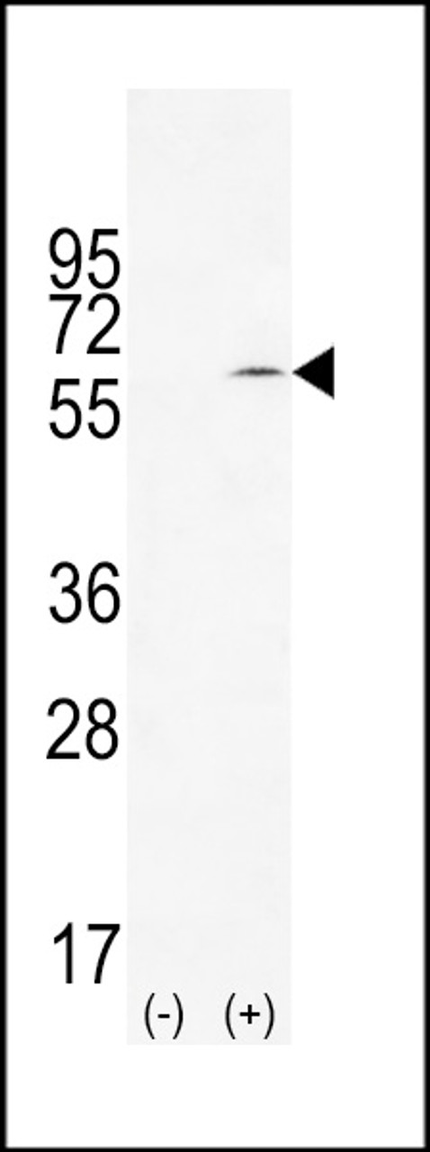 Western blot analysis of TIEG using rabbit polyclonal TIEG Antibody using 293 cell lysates (2 ug/lane) either nontransfected (Lane 1) or transiently transfected (Lane 2) with the TIEG gene.