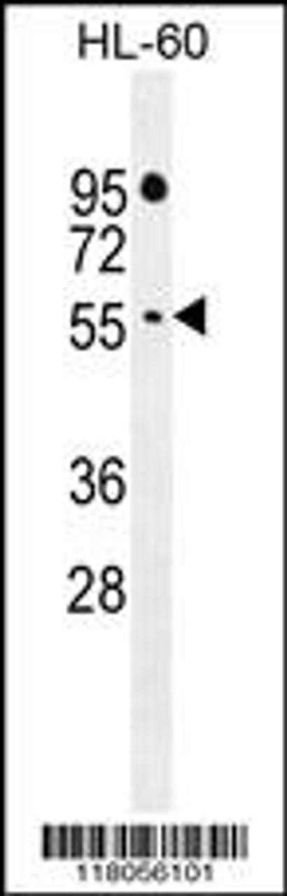 Western blot analysis in HL-60 cell line lysates (35ug/lane) .