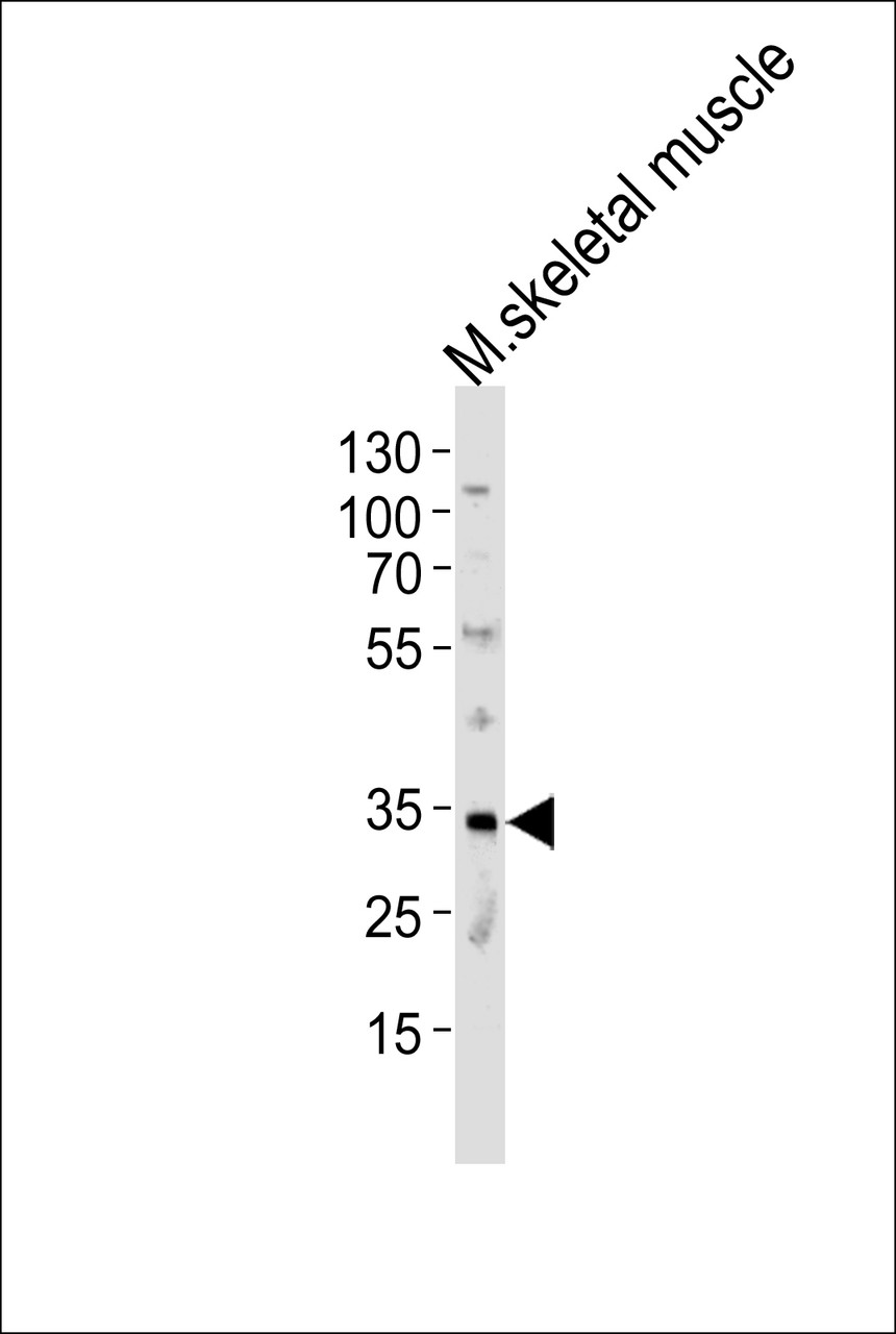 Western blot analysis of lysate from mouse skeletal muscle tissue lysate, using MOGT2 Antibody at 1:1000 at each lane.