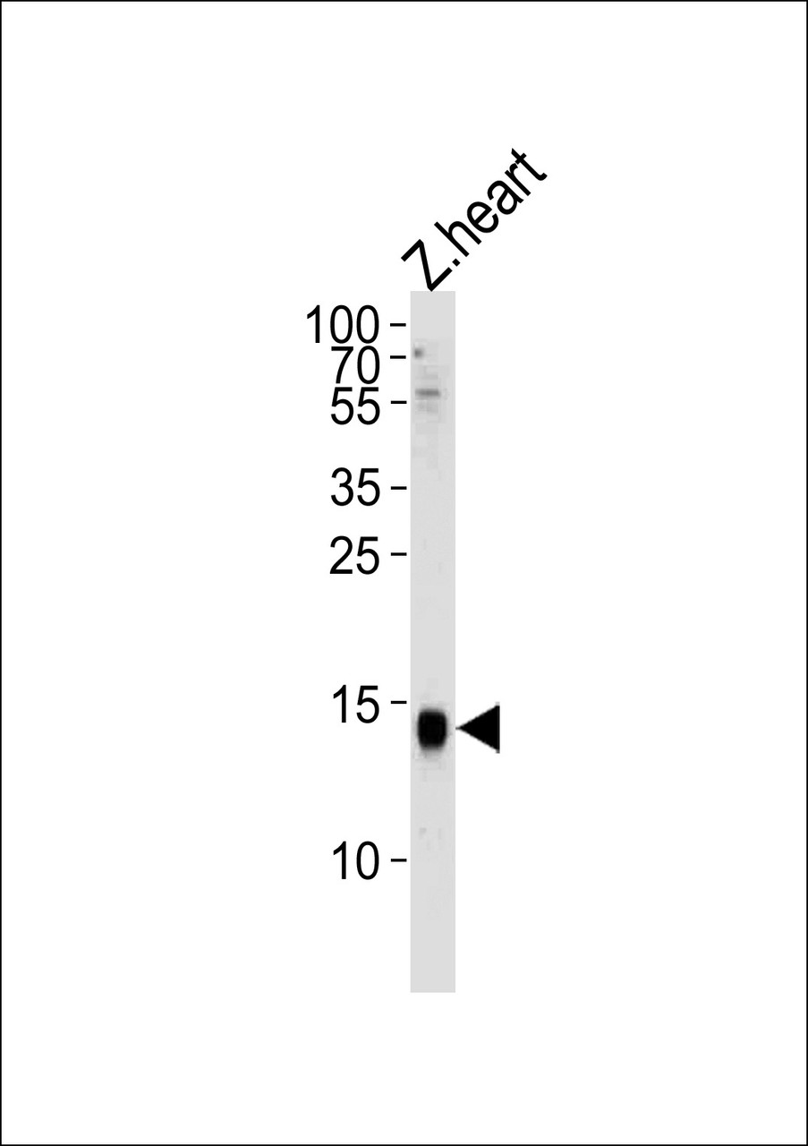 Western blot analysis of lysate from zebra fish heart tissue, using H2AFZ Antibody at 1:1000.
