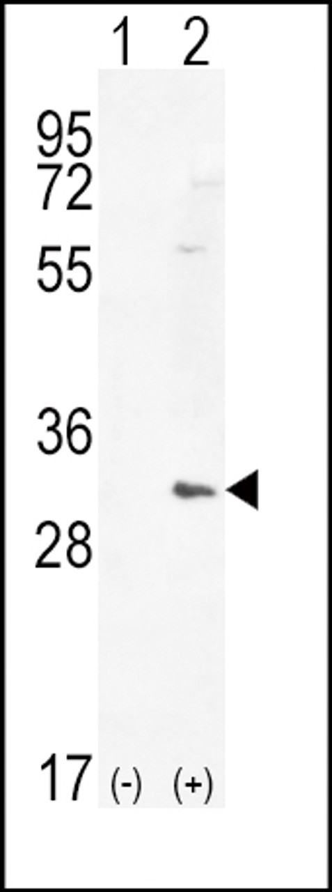 Western blot analysis of HMOX1 using rabbit polyclonal HMOX1 Antibody using 293 cell lysates (2 ug/lane) either nontransfected (Lane 1) or transiently transfected (Lane 2) with the HMOX1 gene.