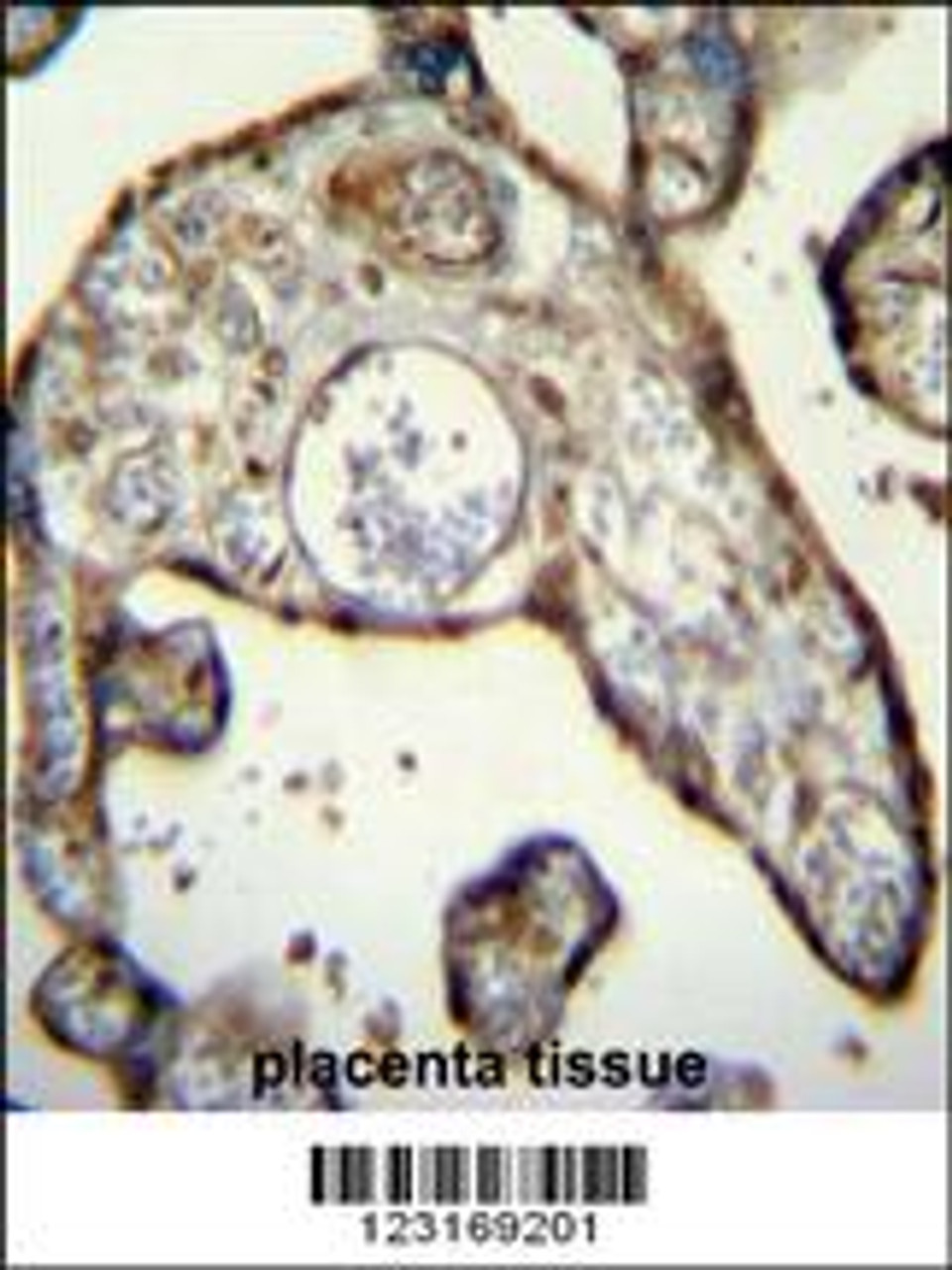 MNDA Antibody immunohistochemistry analysis in formalin fixed and paraffin embedded human placenta tissue followed by peroxidase conjugation of the secondary antibody and DAB staining.