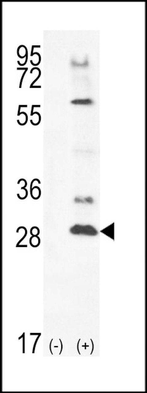 Western blot analysis of TSSK4 using rabbit polyclonal TSSK4 Antibody using 293 cell lysates (2 ug/lane) either nontransfected (Lane 1) or transiently transfected (Lane 2) with the TSSK4 gene.