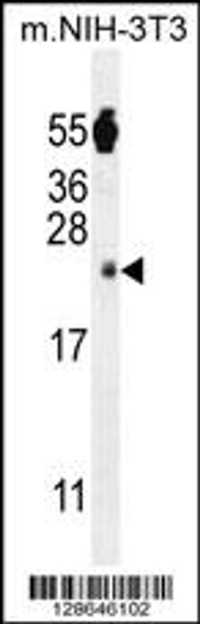 Western blot analysis in mouse NIH-3T3 cell line lysates (35ug/lane) .