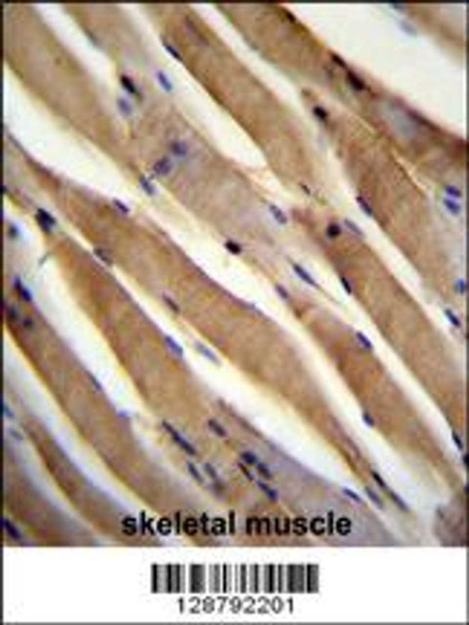 USP50 Antibody immunohistochemistry analysis in formalin fixed and paraffin embedded human skeletal muscle followed by peroxidase conjugation of the secondary antibody and DAB staining.