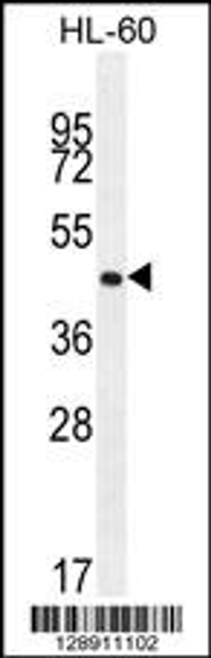 Western blot analysis in HL-60 cell line lysates (35ug/lane) .