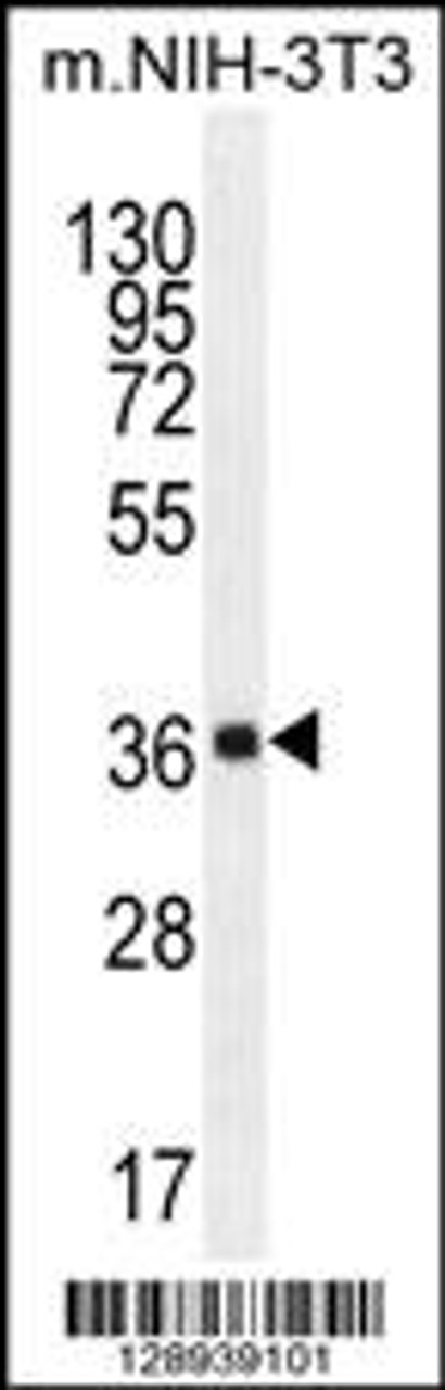 Western blot analysis in mouse NIH-3T3 cell line lysates (35ug/lane) .