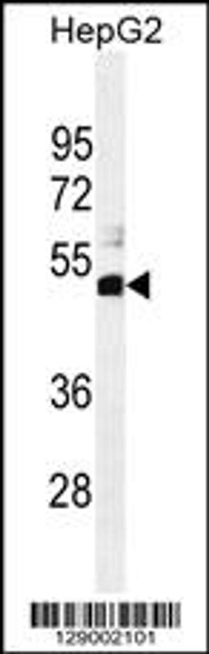 Western blot analysis in HepG2 cell line lysates (35ug/lane) .