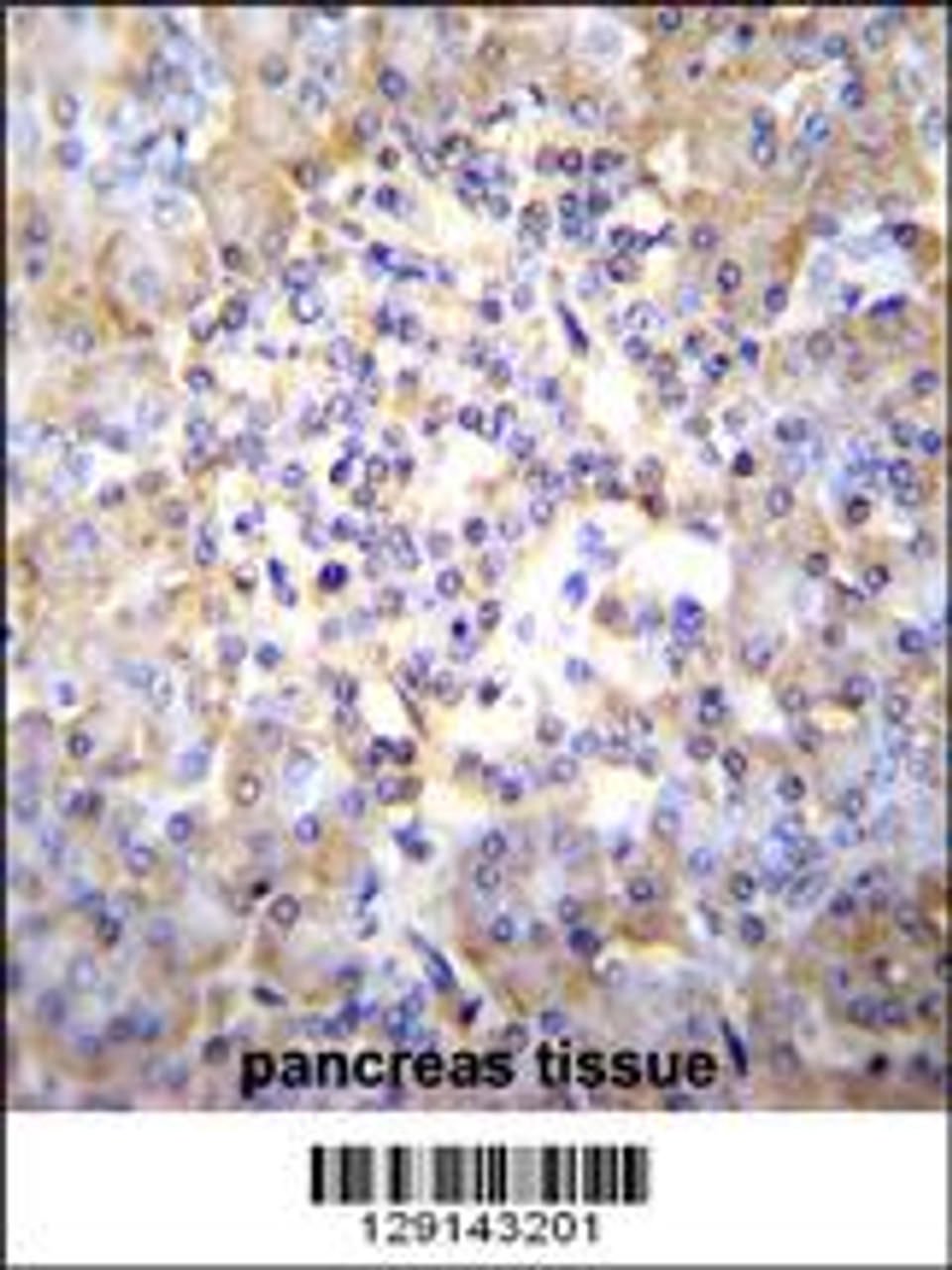TSNARE1 Antibody immunohistochemistry analysis in formalin fixed and paraffin embedded human pancreas tissue followed by peroxidase conjugation of the secondary antibody and DAB staining.