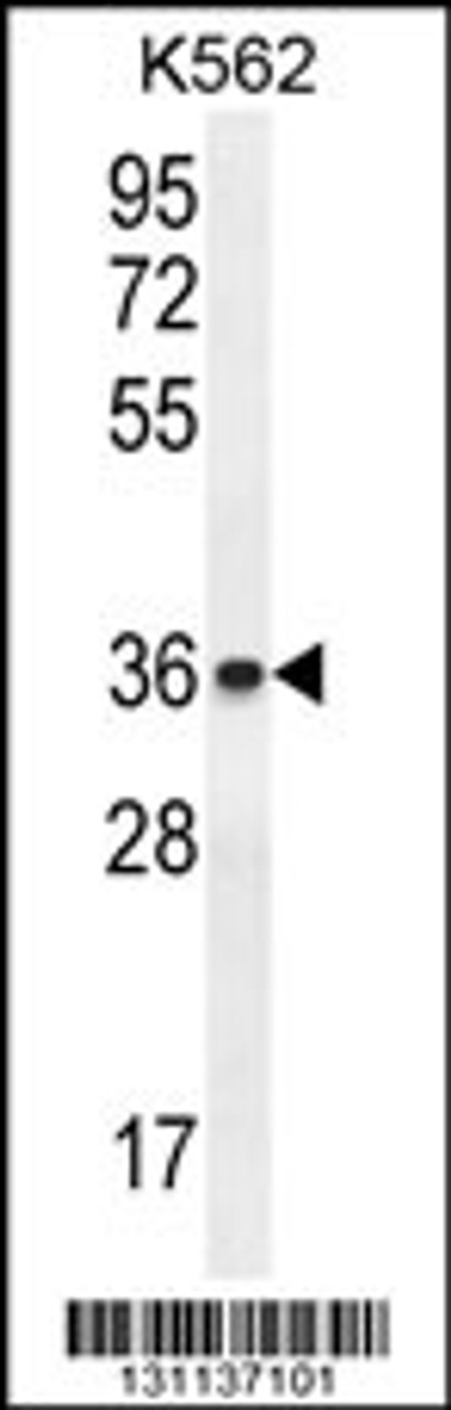 Western blot analysis in K562 cell line lysates (35ug/lane) .