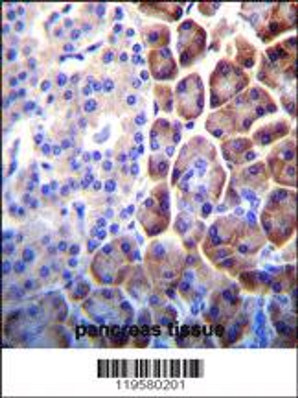 COPE Antibody immunohistochemistry analysis in formalin fixed and paraffin embedded human pancreas tissue followed by peroxidase conjugation of the secondary antibody and DAB staining.