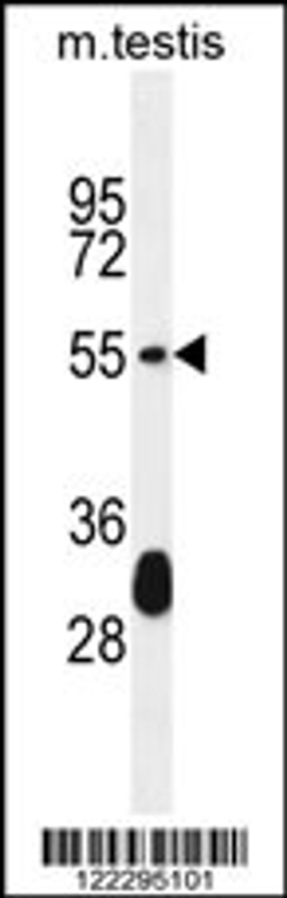 Western blot analysis in mouse testis tissue lysates (35ug/lane) .