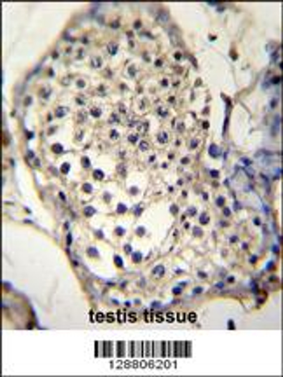 SELV Antibody immunohistochemistry analysis in formalin fixed and paraffin embedded human testis tissue followed by peroxidase conjugation of the secondary antibody and DAB staining.