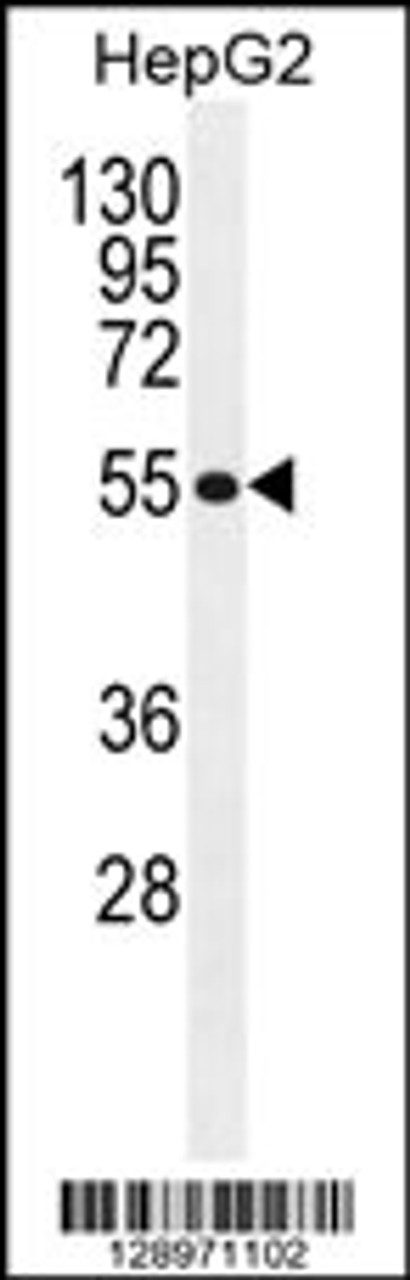 Western blot analysis in HepG2 cell line lysates (35ug/lane) .