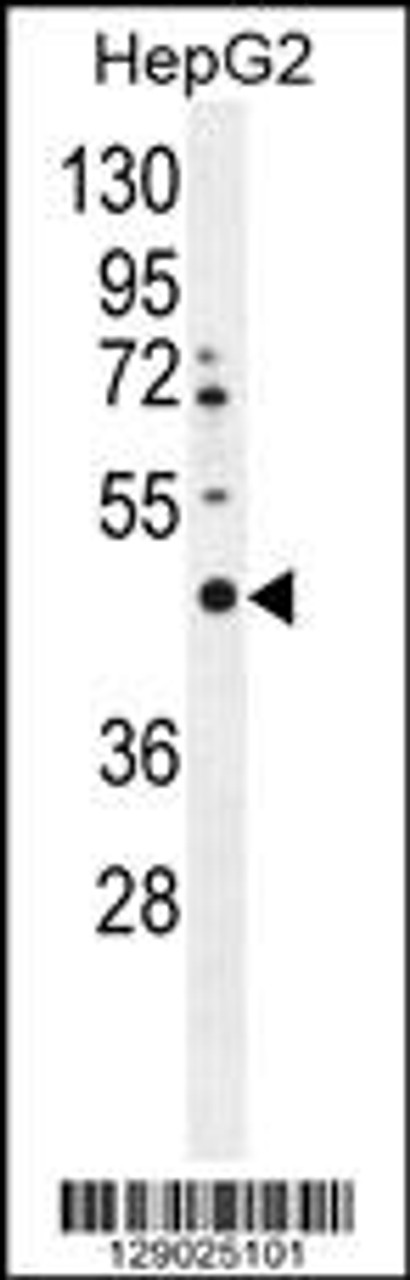 Western blot analysis in HepG2 cell line lysates (35ug/lane) .