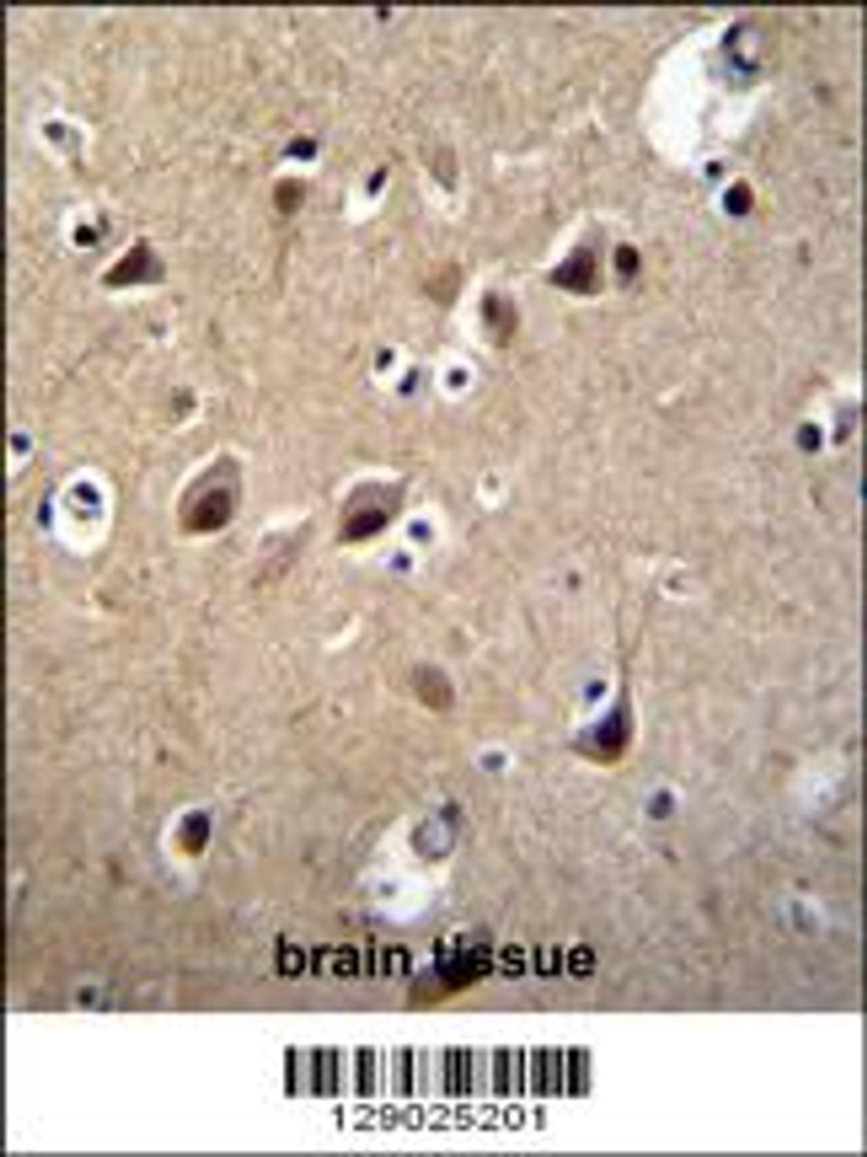 LRTM2 Antibody immunohistochemistry analysis in formalin fixed and paraffin embedded human brain tissue followed by peroxidase conjugation of the secondary antibody and DAB staining.