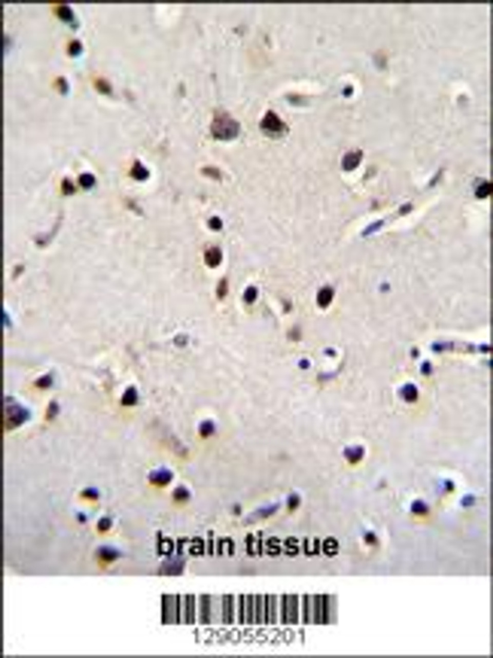 LRRC46 Antibody immunohistochemistry analysis in formalin fixed and paraffin embedded human brain tissue followed by peroxidase conjugation of the secondary antibody and DAB staining.