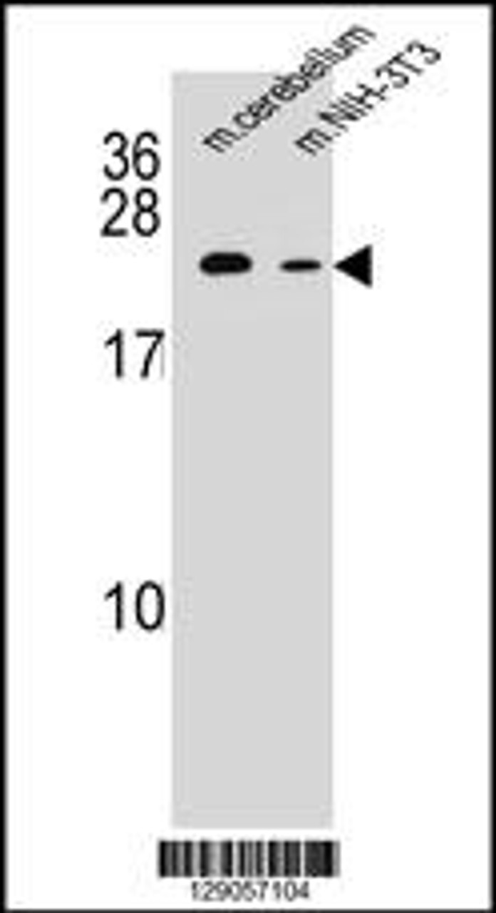 Western blot analysis in mouse cerebellum tissue and mouse NIH-3T3 cell line lysates (35ug/lane) .