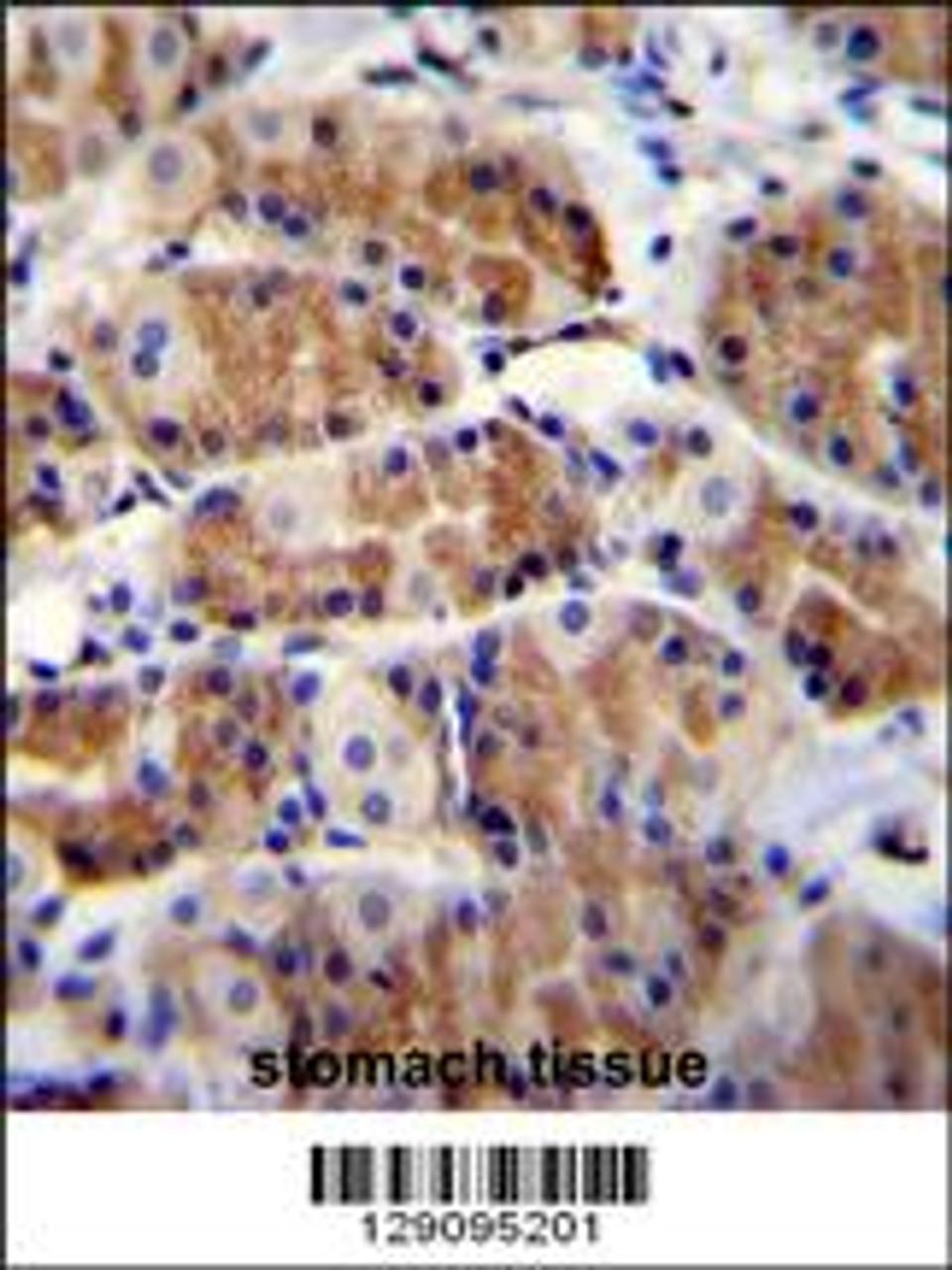 POLR3GL Antibody immunohistochemistry analysis in formalin fixed and paraffin embedded human stomach tissue followed by peroxidase conjugation of the secondary antibody and DAB staining.