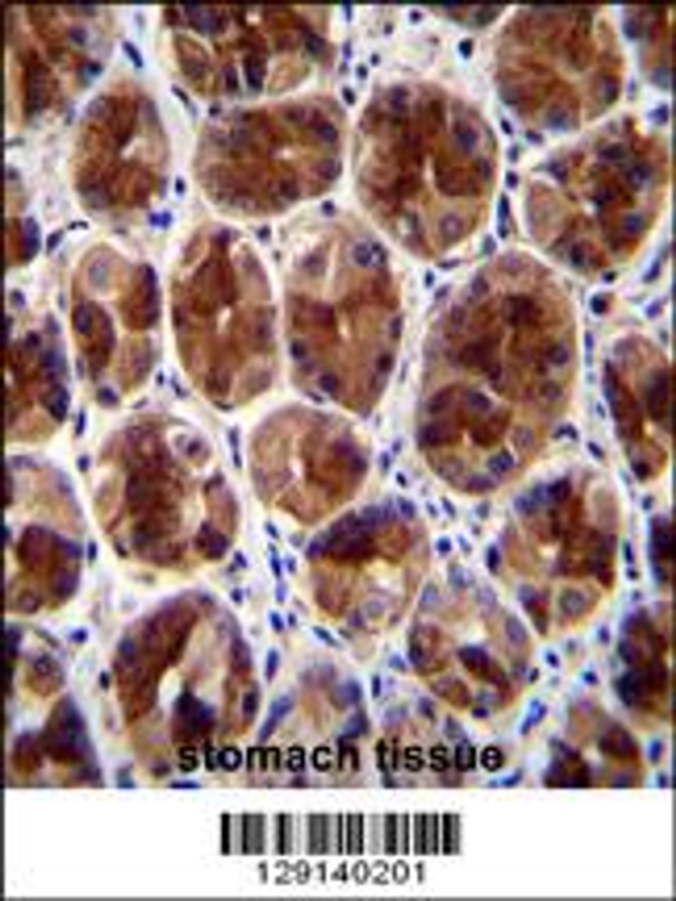 SERTAD4 Antibody immunohistochemistry analysis in formalin fixed and paraffin embedded human stomach tissue followed by peroxidase conjugation of the secondary antibody and DAB staining.