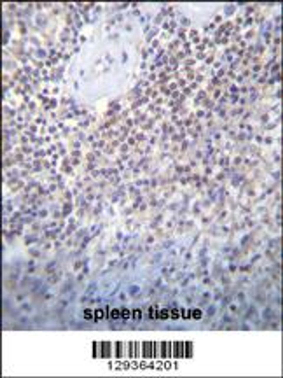 PATL2 Antibody immunohistochemistry analysis in formalin fixed and paraffin embedded human spleen tissue followed by peroxidase conjugation of the secondary antibody and DAB staining.