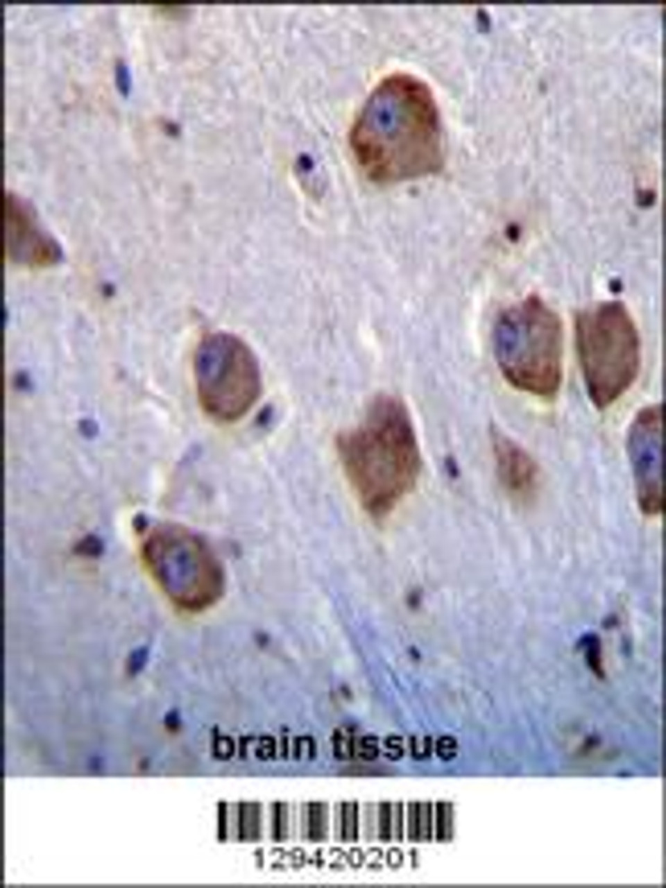 NT5DC4 Antibody immunohistochemistry analysis in formalin fixed and paraffin embedded human brain tissue followed by peroxidase conjugation of the secondary antibody and DAB staining.