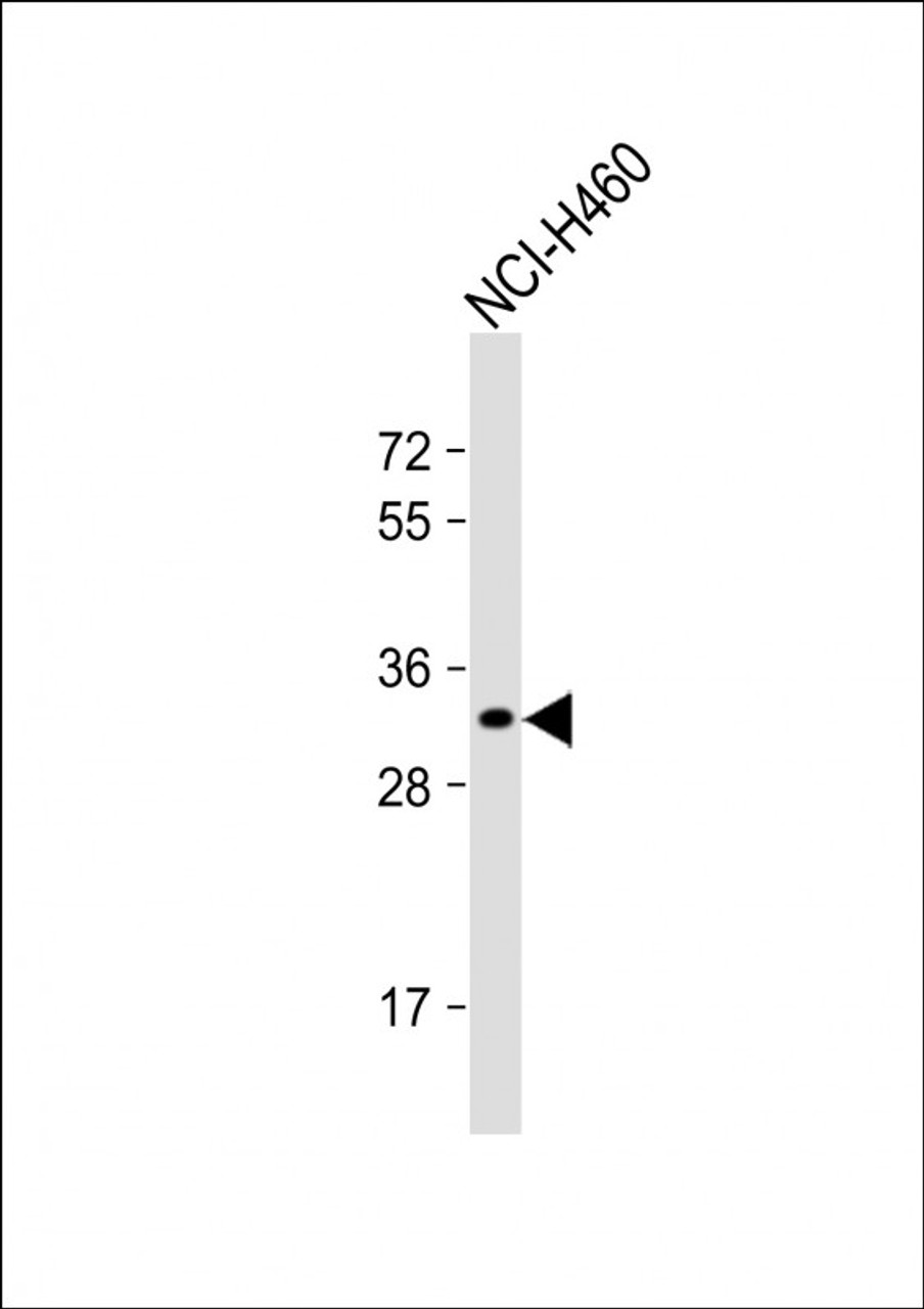 Western Blot at 1:1000 dilution + NCI-H460 whole cell lysate Lysates/proteins at 20 ug per lane.