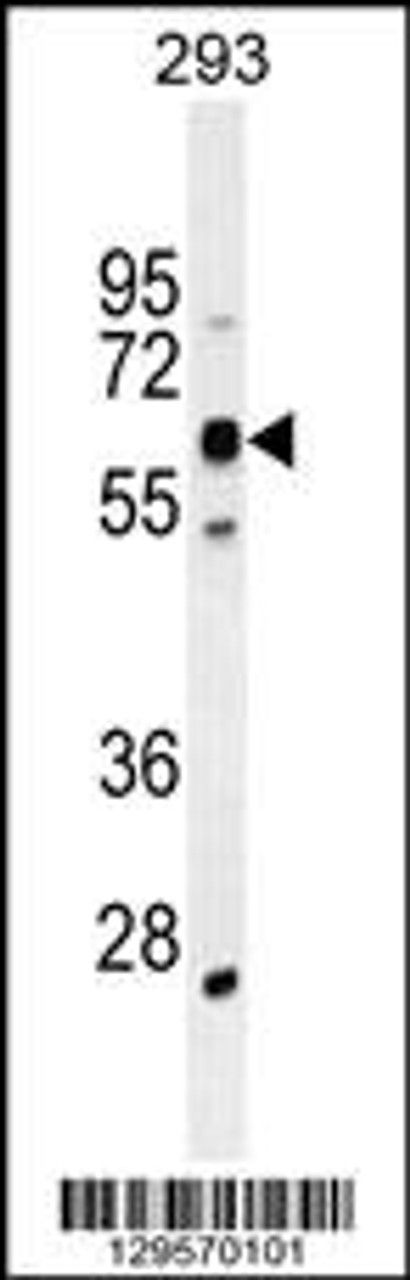 Western blot analysis in 293 cell line lysates (35ug/lane) .This demonstrates the KCatdetected the KCat.