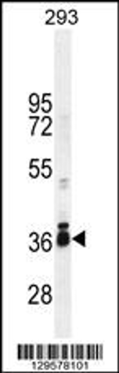 Western blot analysis in 293 cell line lysates (35ug/lane) .