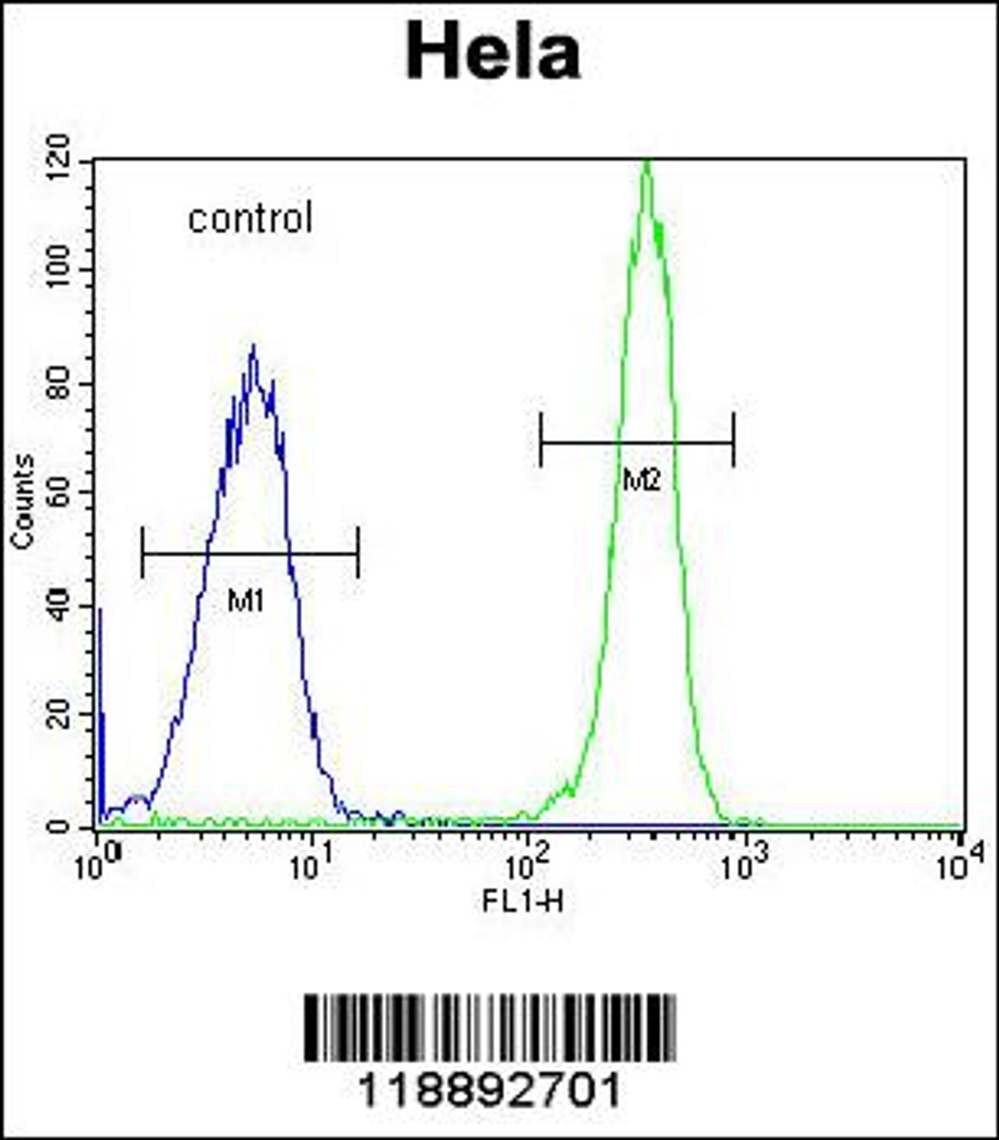 Flow cytometric analysis of Hela cells (right histogram) compared to a negative control cell (left histogram) .FITC-conjugated goat-anti-rabbit secondary antibodies were used for the analysis.