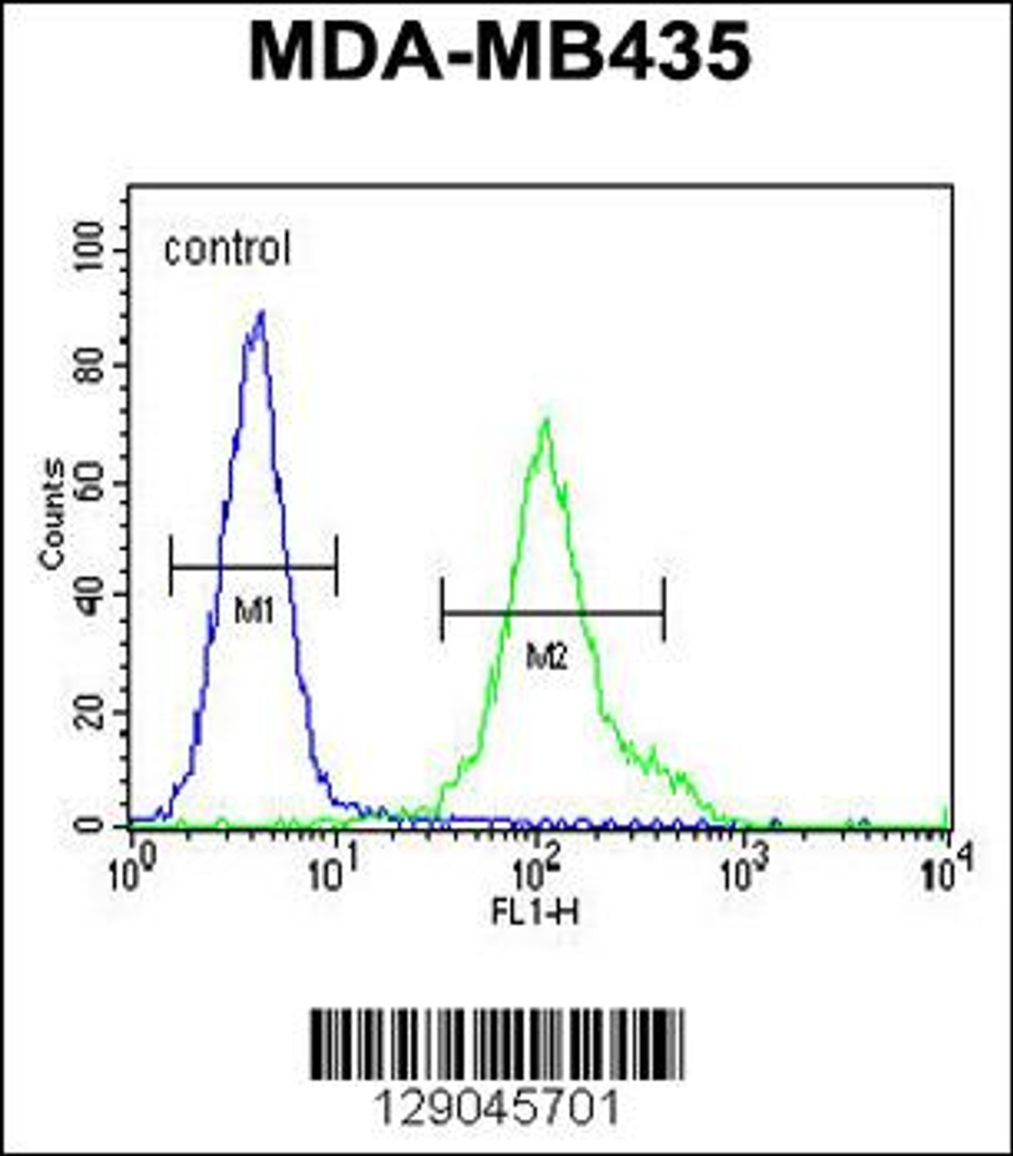 Flow cytometric analysis of MDA-MB435 cells (right histogram) compared to a negative control cell (left histogram) .FITC-conjugated goat-anti-rabbit secondary antibodies were used for the analysis.