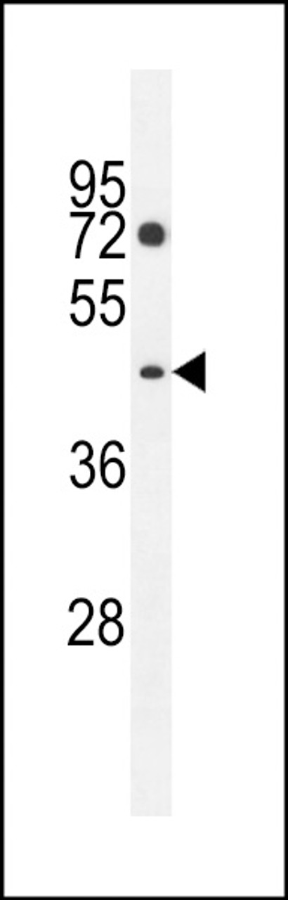 Western blot analysis in K562 cell line lysates (35ug/lane) .