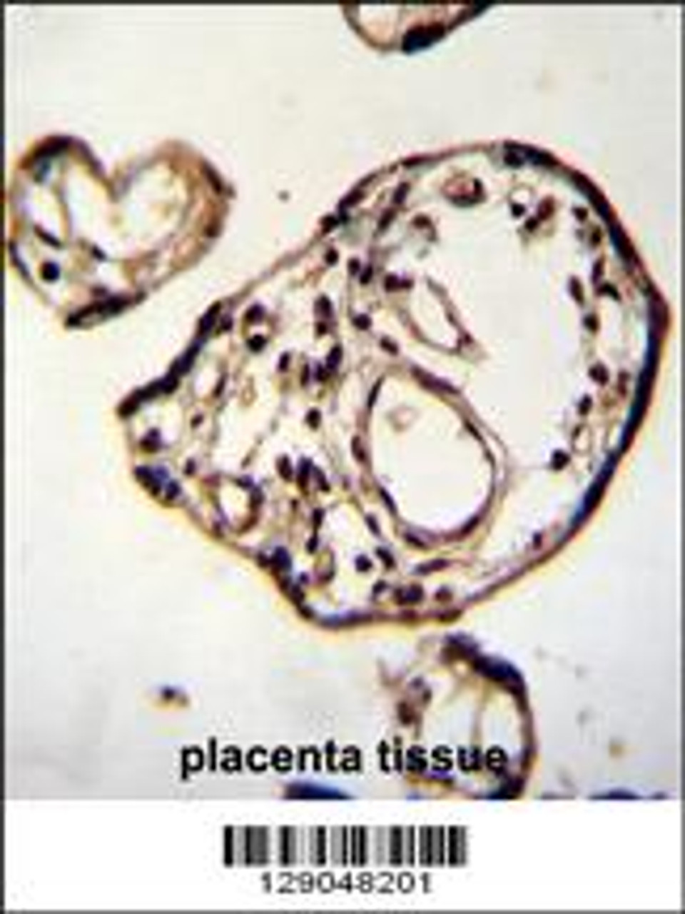 PM20D2 Antibody immunohistochemistry analysis in formalin fixed and paraffin embedded human placenta tissue followed by peroxidase conjugation of the secondary antibody and DAB staining.