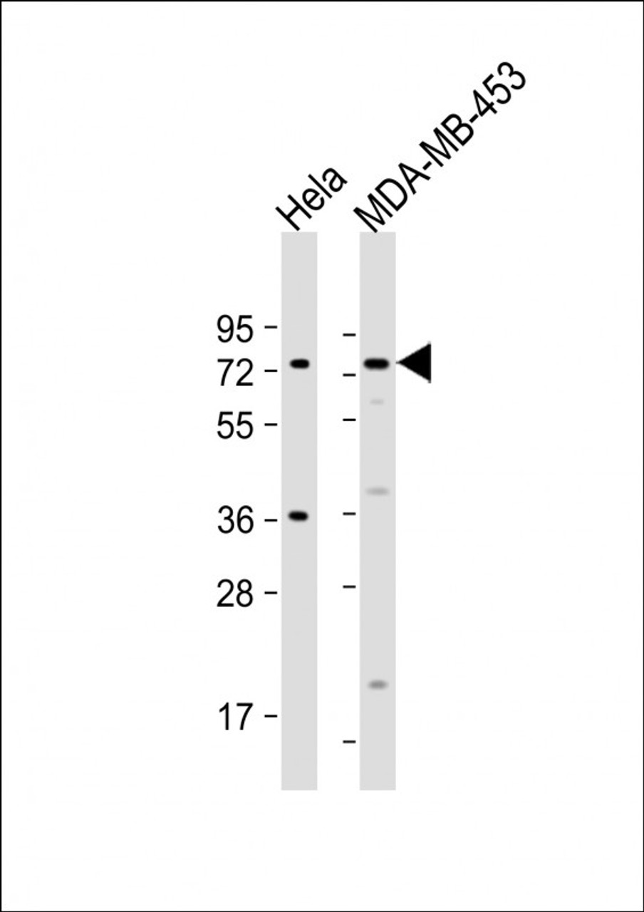 Western Blot at 1:500 dilution Lane 1: Hela whole cell lysate Lane 2: MDA-MB-453 whole cell lysate Lysates/proteins at 20 ug per lane.