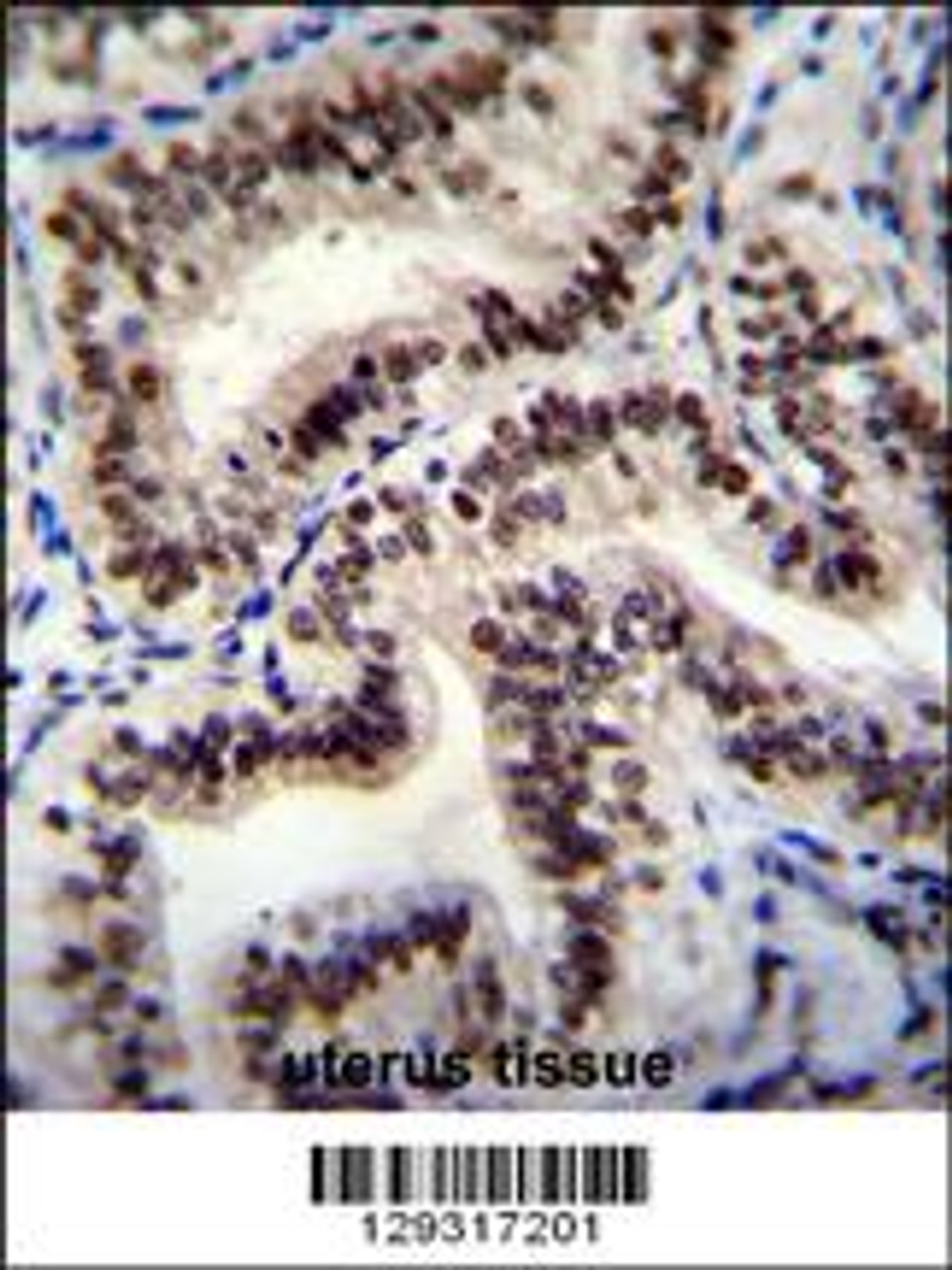 HNRNPCL1 Antibody immunohistochemistry analysis in formalin fixed and paraffin embedded human uterus tissue followed by peroxidase conjugation of the secondary antibody and DAB staining.