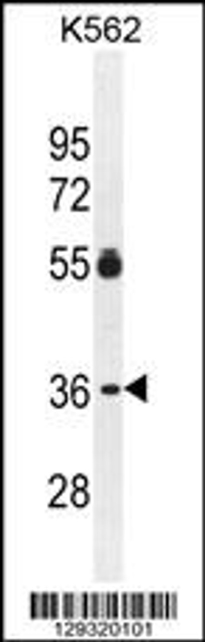 Western blot analysis in K562 cell line lysates (35ug/lane) .