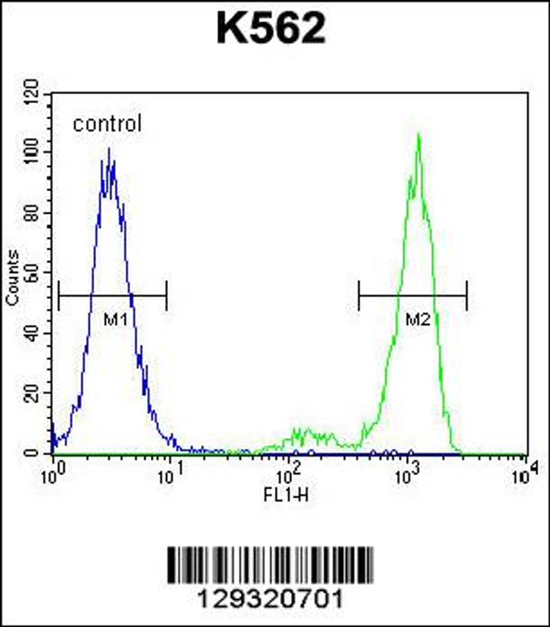 Flow cytometric analysis of K562 cells (right histogram) compared to a negative control cell (left histogram) .FITC-conjugated goat-anti-rabbit secondary antibodies were used for the analysis.