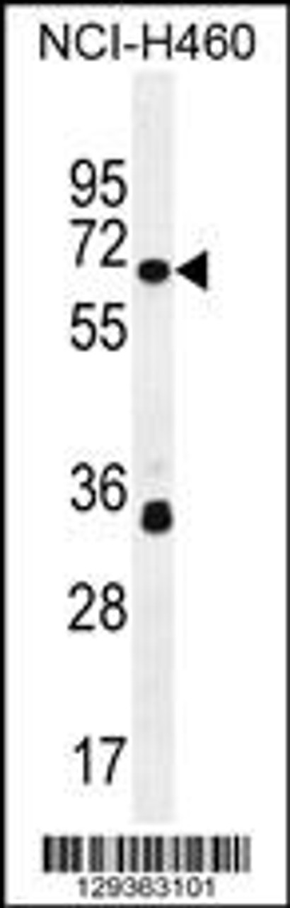 Western blot analysis in NCI-H460 cell line lysates (35ug/lane) .