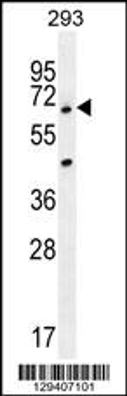 Western blot analysis in 293 cell line lysates (35ug/lane) .