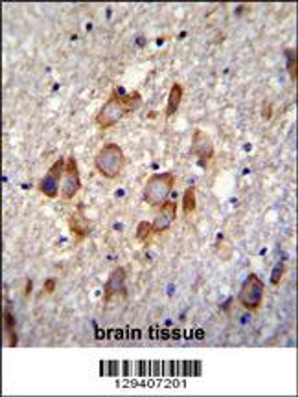 ANKRD34B Antibody immunohistochemistry analysis in formalin fixed and paraffin embedded human brain tissue followed by peroxidase conjugation of the secondary antibody and DAB staining.