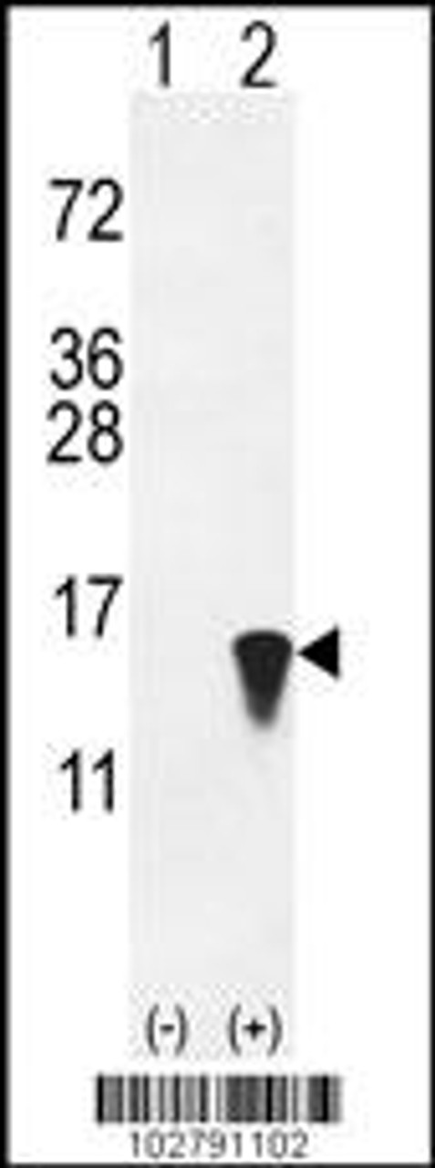 Western blot analysis of ISG15 using rabbit polyclonal hISG15-A46 using 293 cell lysates (2 ug/lane) either nontransfected (Lane 1) or transiently transfected with the ISG15 gene (Lane 2) .